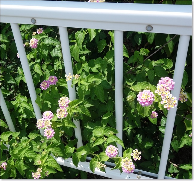 105足元にランタナ？