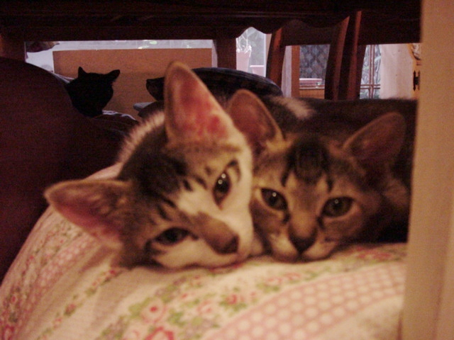 DSC09025.JPG