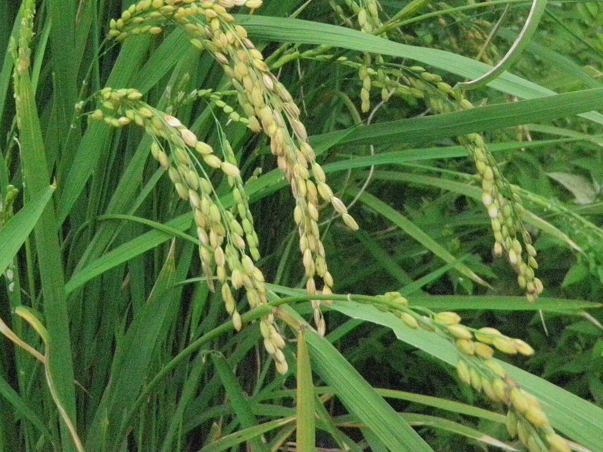 稲.JPG