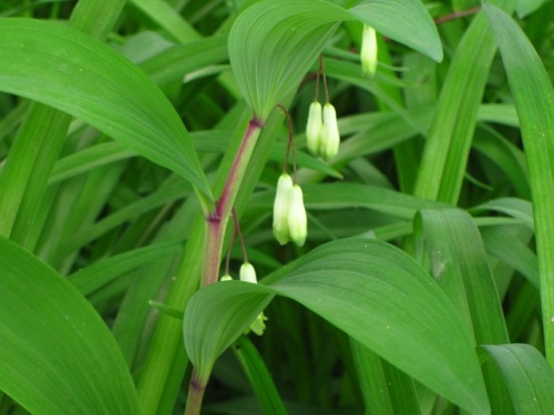 5月初めから咲き始めたアマドコロの花 5月の玉川上水緑道 しろうと自然科学者の自然観察日記 楽天ブログ