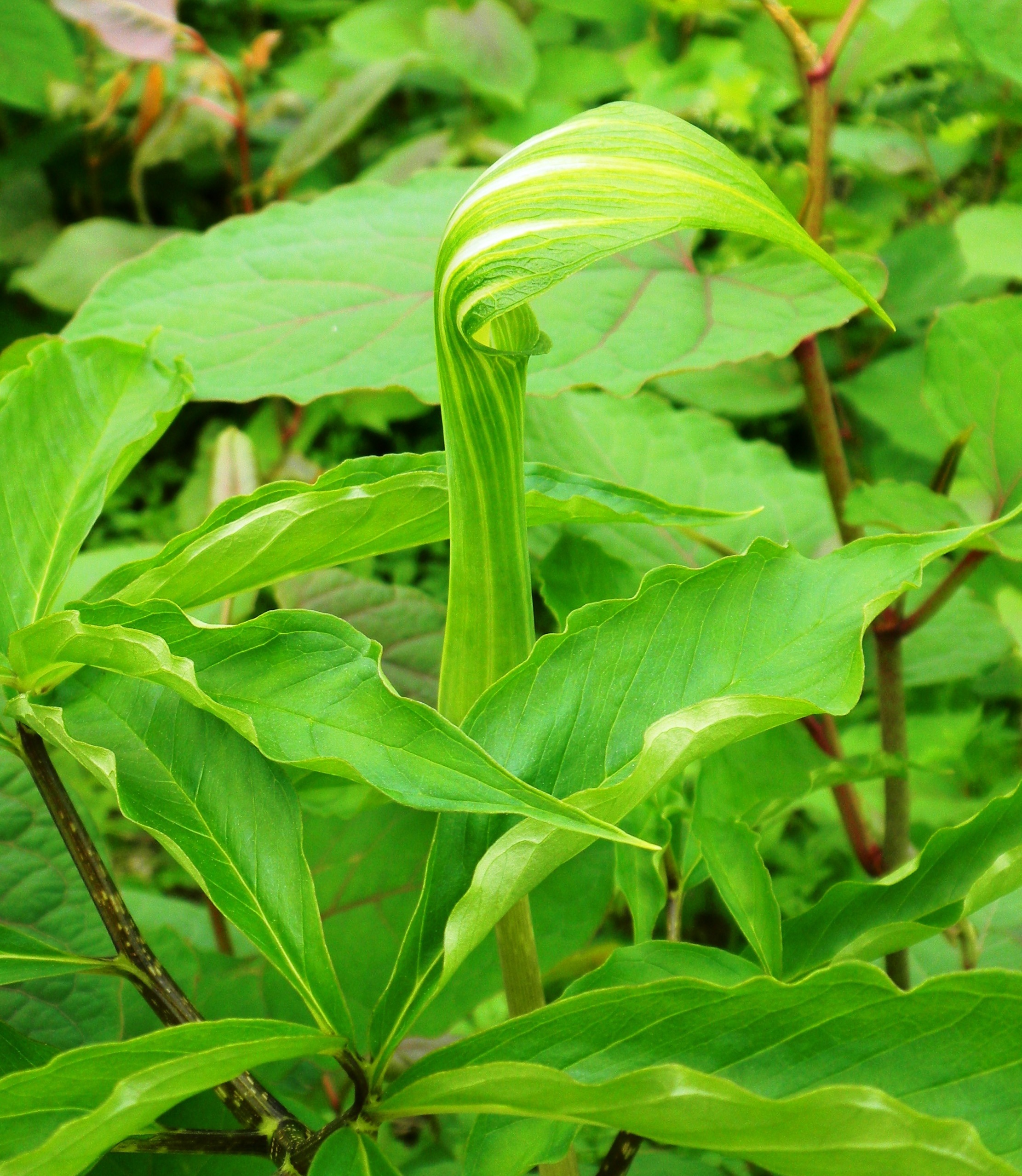 マムシグサ (3)(V.2012_05_17__10_55_26).jpg