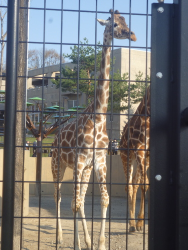 旭山動物園