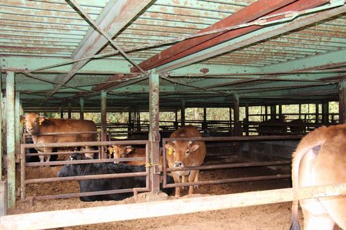 112713本山町赤牛牛舎500.jpg