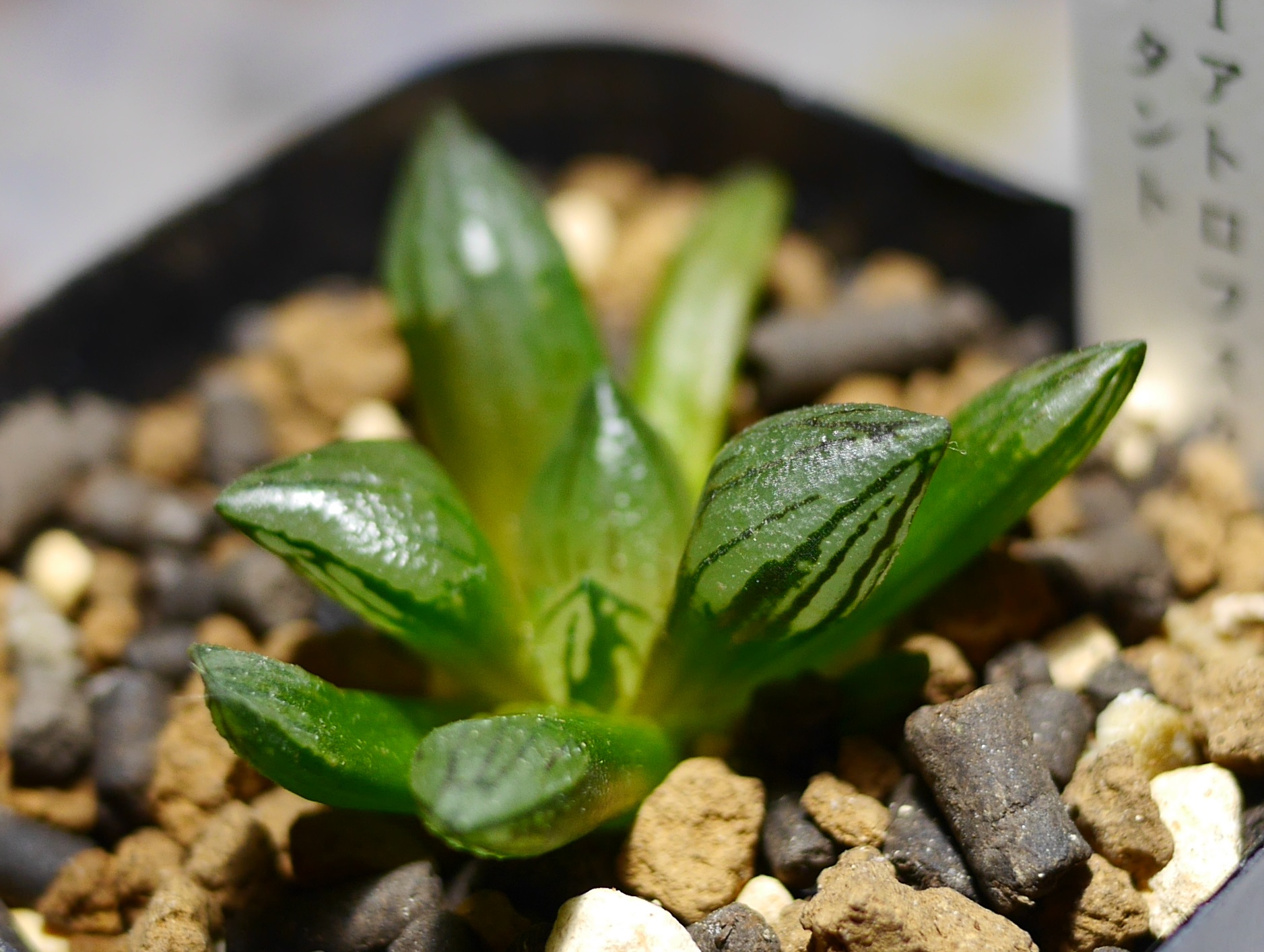 ハオルチア 全部 植物男子ツボニワー 楽天ブログ