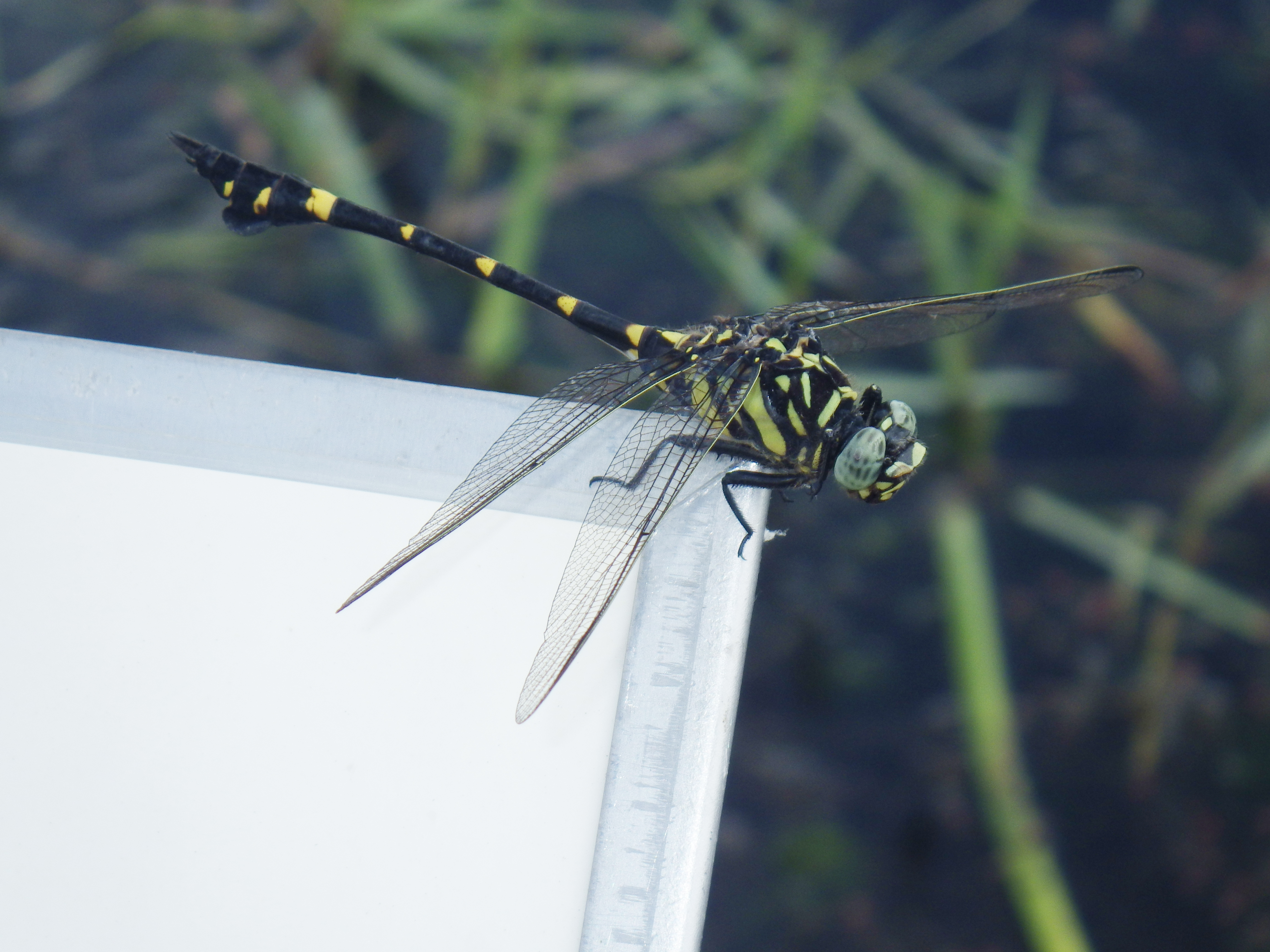 タイワンウチワヤンマ
