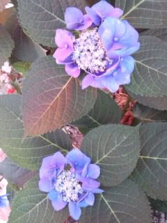 青紫ガクアジサイ2017