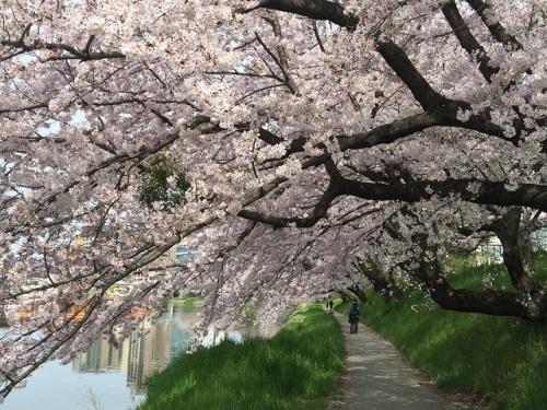 2016桜3.jpg