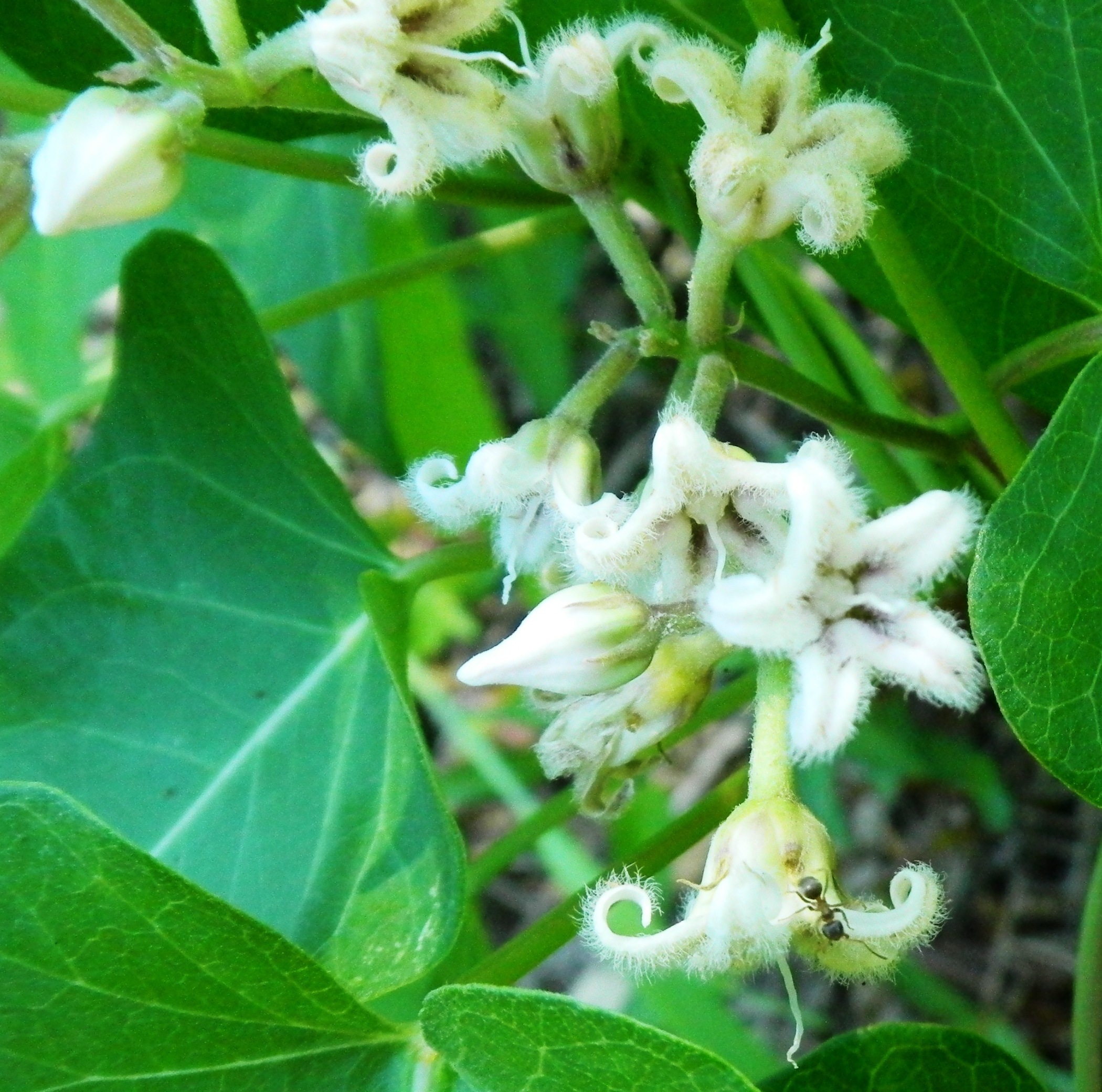 ガガイモ（白花） (3)(V.2012_08_23__07_40_58).jpg