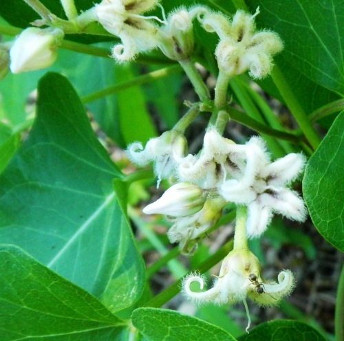 ガガイモ（白花） (3)(V.2012_08_23__07_40_58).jpg