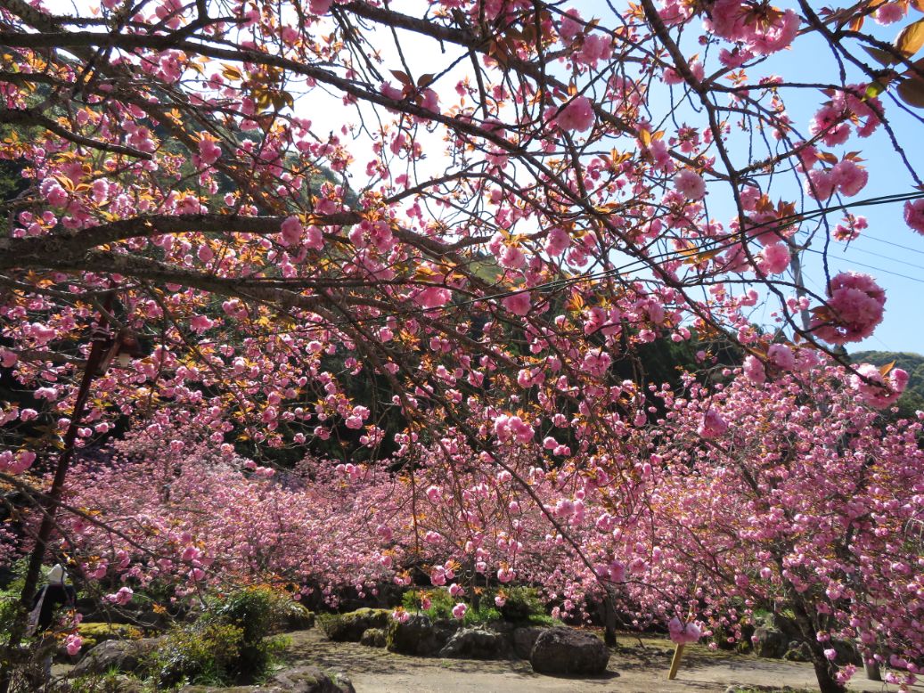 一心寺 (30).jpg