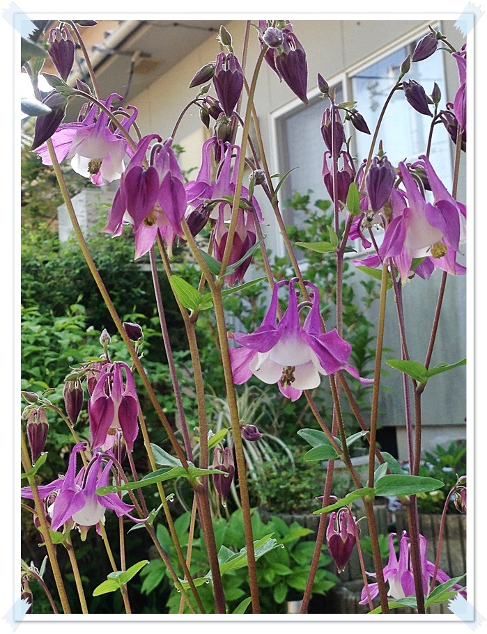 背の高い俯いて咲く紫ピンク_2015-04-30_07-56-40.JPG