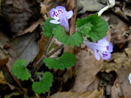 カキドオシの花が咲いていました 花のつくりを詳しく観察してみました 昭和記念公園での自然観察 その4 しろうと自然科学者の自然観察日記 楽天ブログ