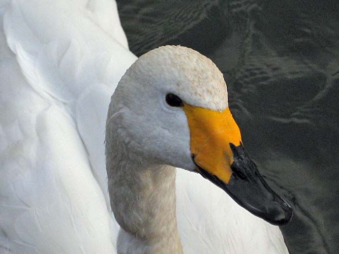 swan2.jpg