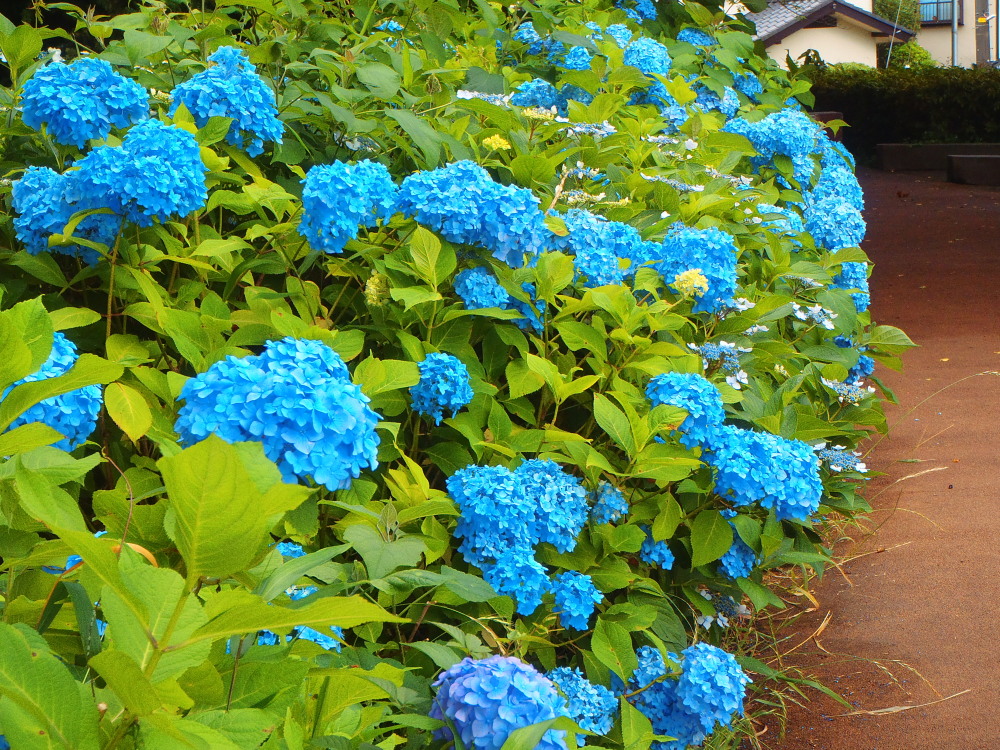 P6060003c20150606.jpg