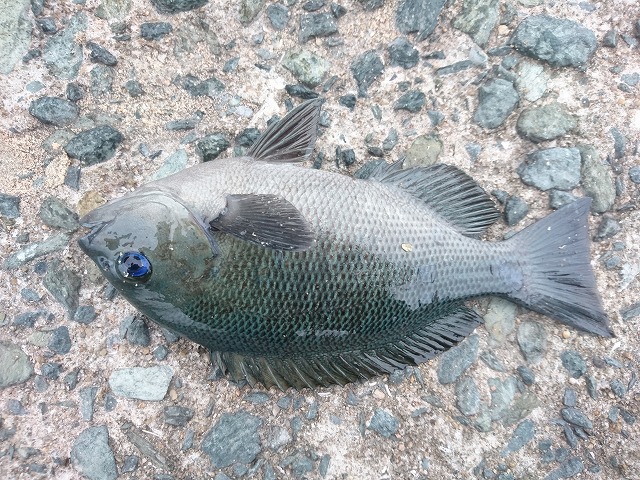 showPhoto (640×480)