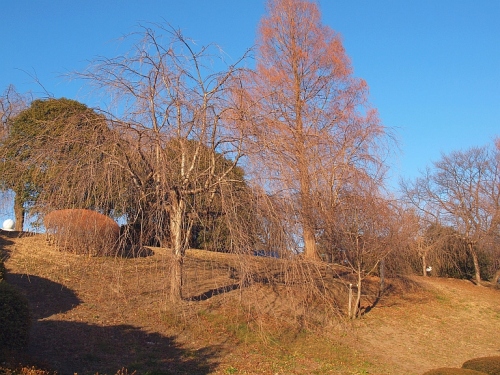 1.30榴岡の桜2.jpg