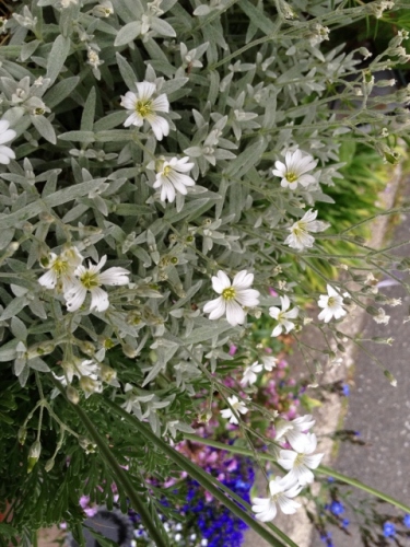 IMG_9171 (480x640).jpg