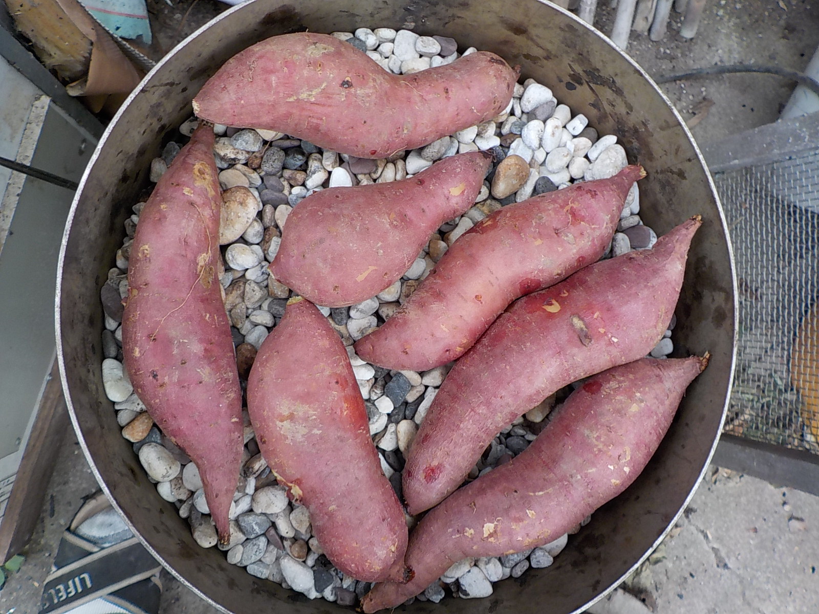 DSCN0536.JPG