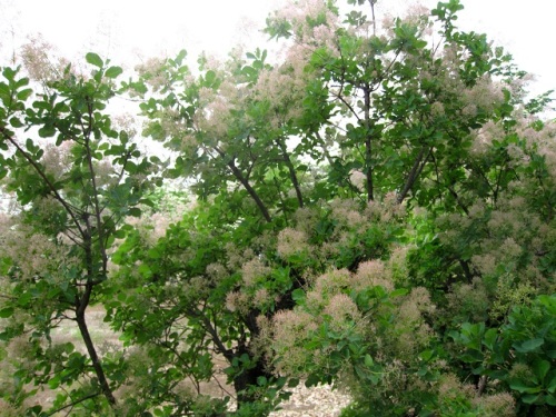 煙に巻く はかない青春 の花言葉がつけられたスモークツリー 煙の木 の花と果実 自然観察の振返り 19 ウルシ科の植物 第1回 しろうと自然科学者の自然観察日記 楽天ブログ