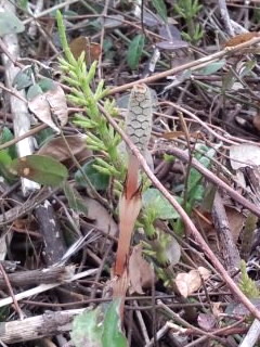 土筆みーっけ2016