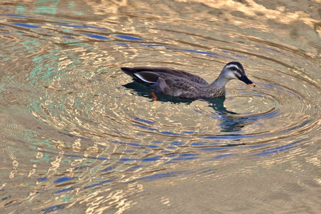 P95A3269 (640x427).jpg