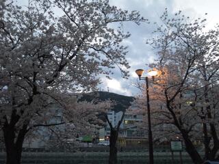 藍場浜公園の桜