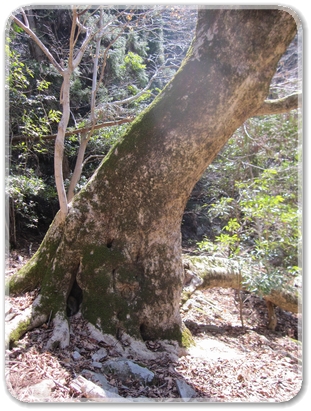 カエデの巨木_9089.jpg