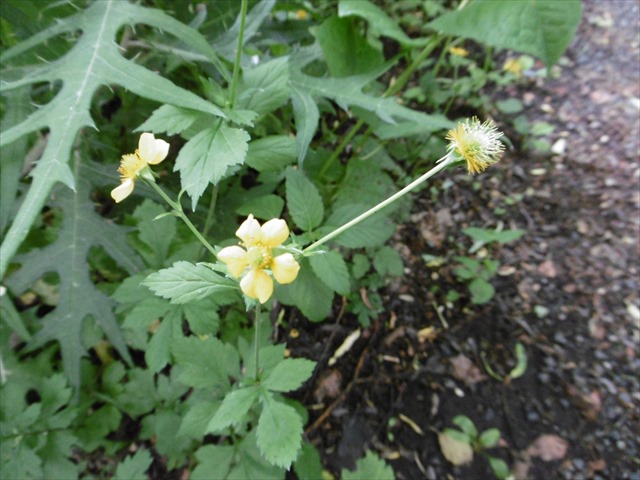 P1250212_R.JPG