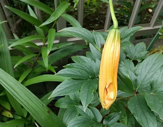 DSC_4442.JPG