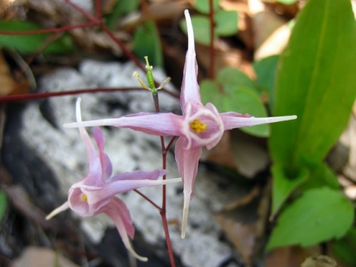 イカリソウの花 イカリソウの花言葉 旅立ち 人生の出発 は 船の碇を引き上げたような花の姿から船出をあらわすものだそうです 昭和記念公園での自然観察 その7 しろうと自然科学者の自然観察日記 楽天ブログ