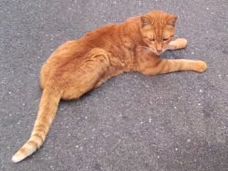 「なんだ～い」