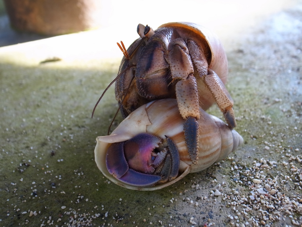 R0053930 (1024x768).jpg