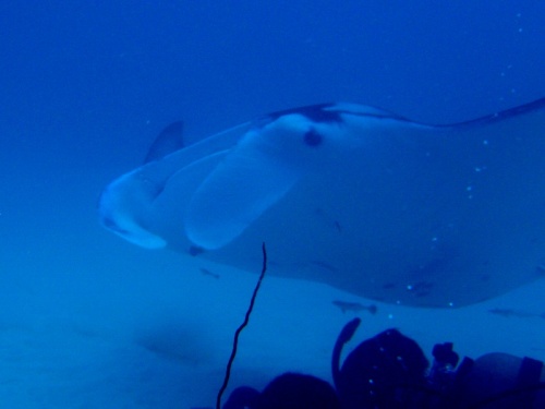 マンタ　in　パラオ