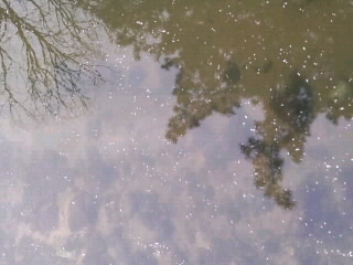 木の影と花筏_4月8日