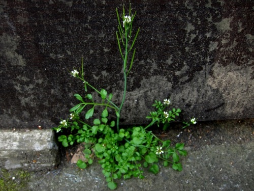 アブラナ科の植物 ミチタネツケバナ オオバタネツケバナ ユリワサビ イヌガラシ 19年高尾山植物観察 振り返り その3 しろうと自然科学者の自然観察日記 楽天ブログ