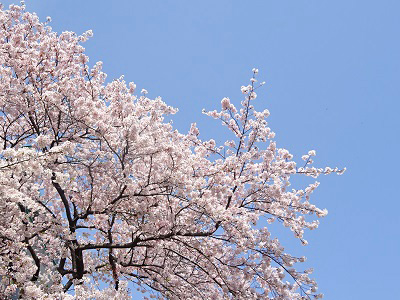 2016桜.jpg