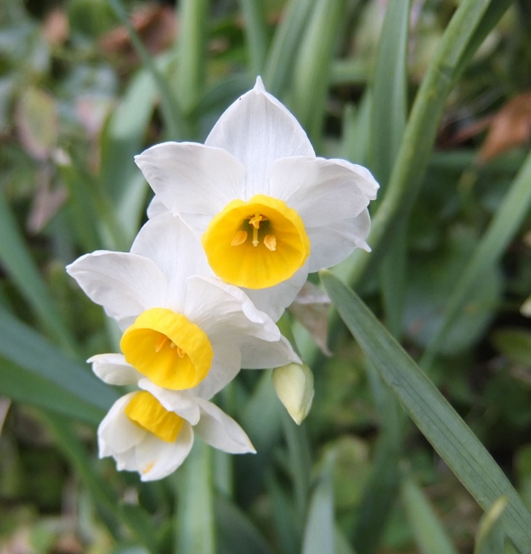 DSCF6898 (767x800).jpg