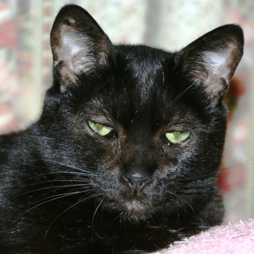 家族紹介用画像フォルダ