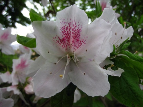 一重咲きと二重咲きのツツジの花 Abcモデル 4月末の玉川上水緑道 しろうと自然科学者の自然観察日記 楽天ブログ