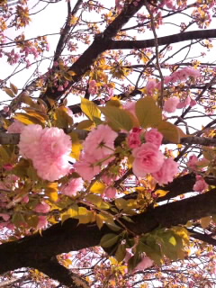 薔薇のような牡丹桜_4月9日