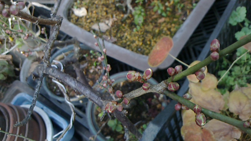 NEC_0074.JPG