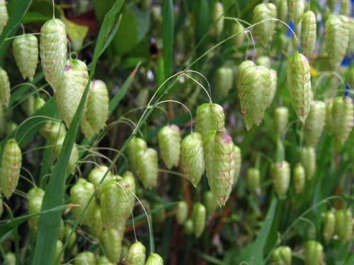 コバンソウの花 コバンソウはヨーロッパ原産の帰化植物で 痩せ地でも良く育つので広範囲に広がっています しろうと自然科学者の自然観察日記 楽天ブログ