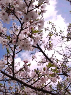 花冷えの下の名残桜_4月11日
