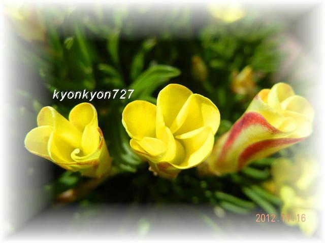 DSCN9785.jpg