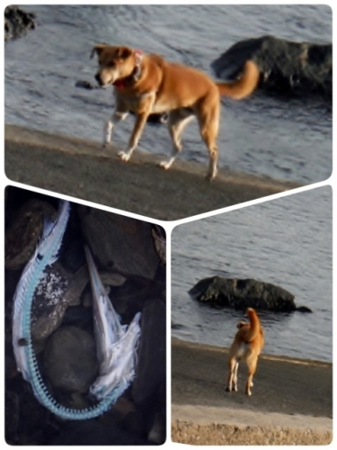 2014-10-30-21-38-57_deco (480x640).jpg