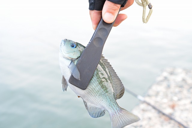 showPhoto (640×426)