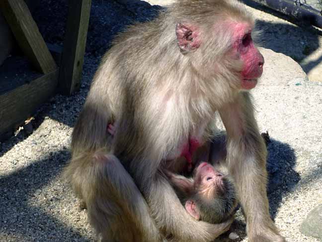 令和最初の赤ちゃん (14).JPG