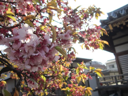 西新井大師 027.JPG