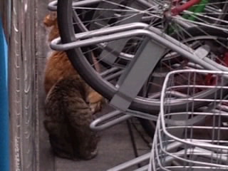 自転車シェルター_横から