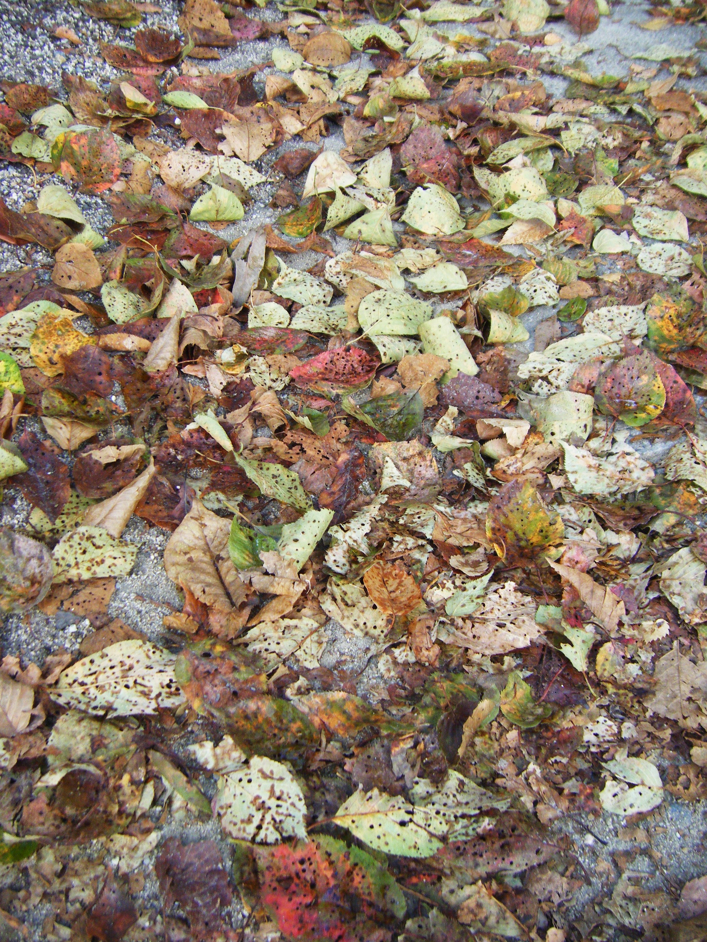 DSCF1157.jpg